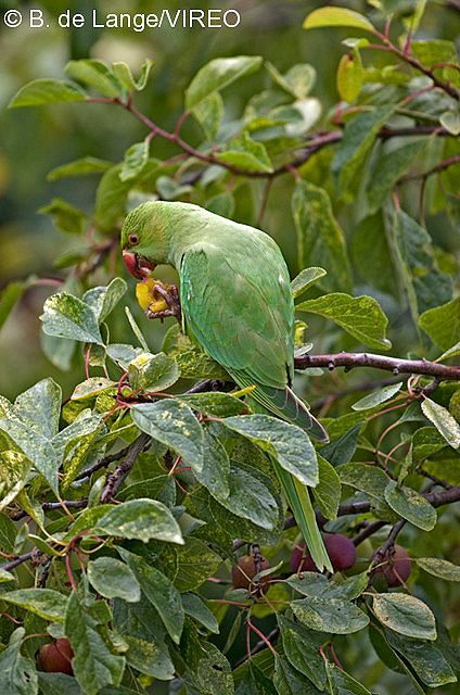 Rose-ringed Parakeet d16-15-034.jpg